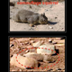 Image for article titled NASA totally found a squirrel on Mars and didn't tell anybody